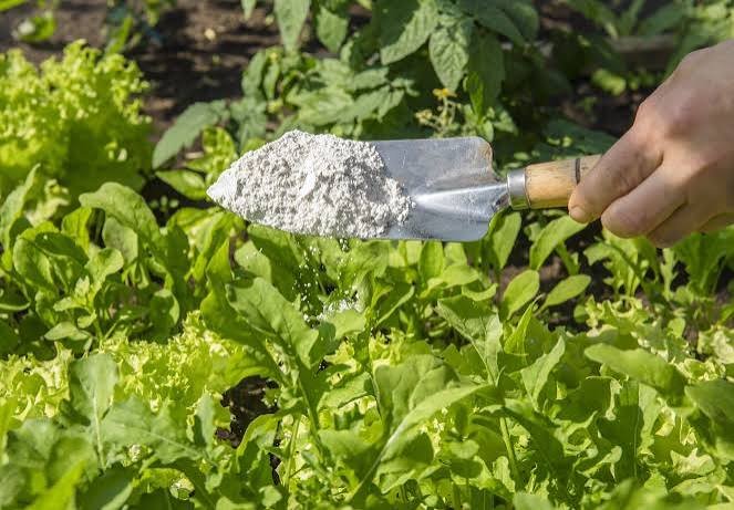Diatomaceous Earth benefits