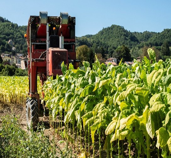 Powder Pesticides